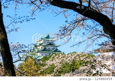 春風に揺れる八分咲きの桜｜名古屋城の情景 124860454