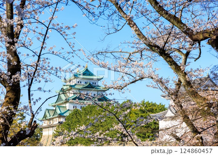 春風に揺れる八分咲きの桜｜名古屋城の情景 124860457