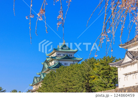 春風に揺れる八分咲きの桜｜名古屋城の情景 124860459