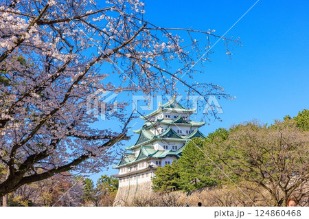 春風に揺れる八分咲きの桜｜名古屋城の情景 124860468