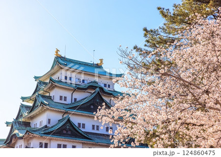 春風に揺れる八分咲きの桜｜名古屋城の情景 124860475