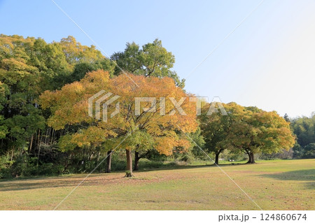 秋の公園 黄葉 エノキの木 秋の公園 黄葉 エノキの木 124860674