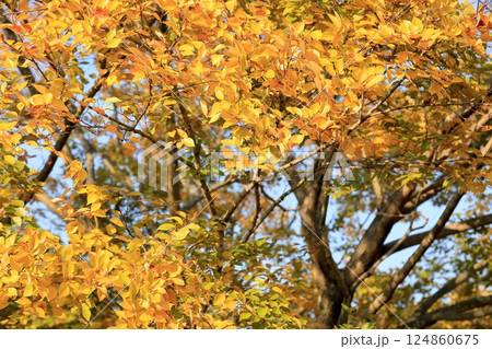 秋の公園　黄葉　エノキの木 124860675