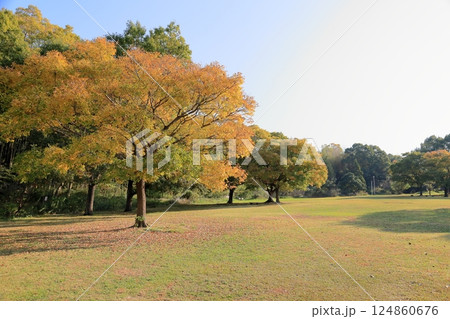 秋の公園 黄葉 輝 エノキの木 秋の公園 黄葉 輝 エノキの木 124860676