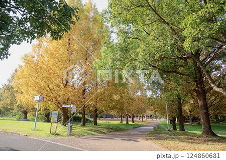 秋の公園　常緑樹　楠 124860681