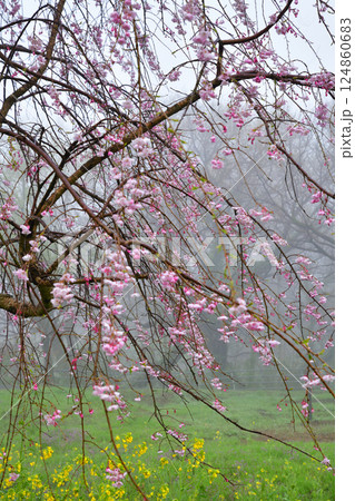 濃霧の中　満開のしだれ桜の風景 124860683