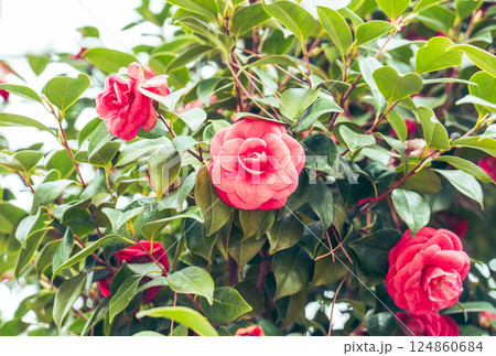 情熱的で美しい椿の花 124860684
