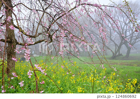 濃霧の中 満開のしだれ桜と菜の花の風景 濃霧の中 満開のしだれ桜と菜の花の風景 124860692