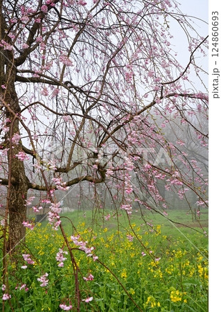 濃霧の中　満開のしだれ桜と菜の花の風景 124860693
