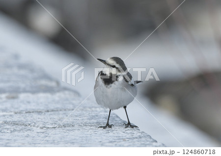 ハクセキレイ ハクセキレイ 124860718