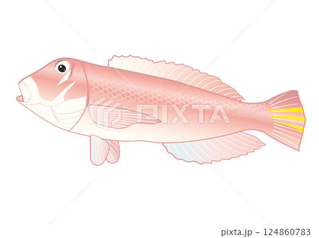 シンプルな甘鯛 124860783