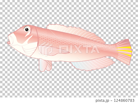 シンプルな甘鯛 124860783