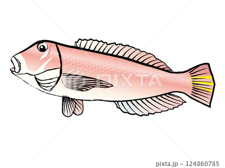 筆の輪郭線付きの甘鯛 124860785