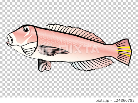 筆の輪郭線付きの甘鯛 124860785