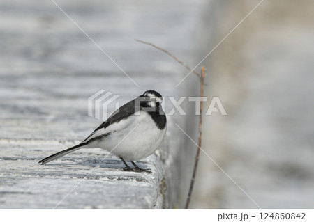 セグロセキレイ 124860842