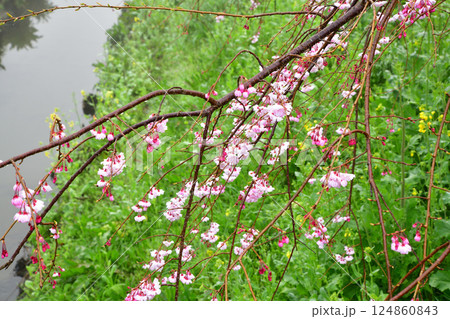 濃霧の中　満開のしだれ桜の風景 124860843