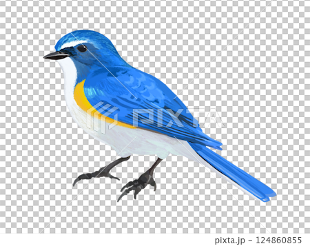 Ruribitaki (male) Ruribitaki (male) 124860855