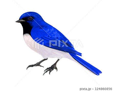 オオルリ（オス） 124860856