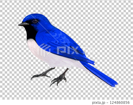 藍白霸鶲（雄性） 124860856