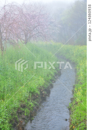 濃霧の中　満開のしだれ桜の風景 124860938