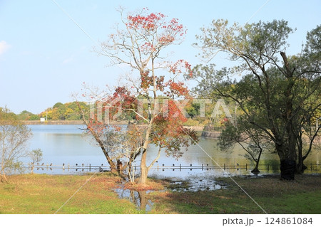 秋の公園 紅葉 ナンキンハゼの木 秋の公園 紅葉 ナンキンハゼの木 124861084