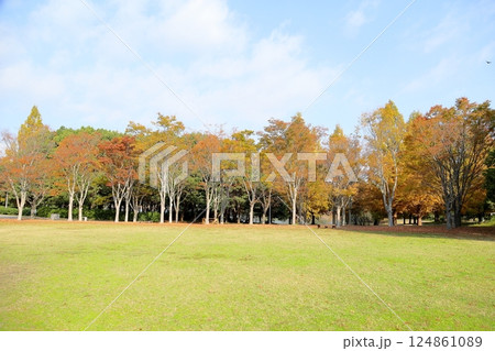 秋の公園　色づく雑木林 124861089