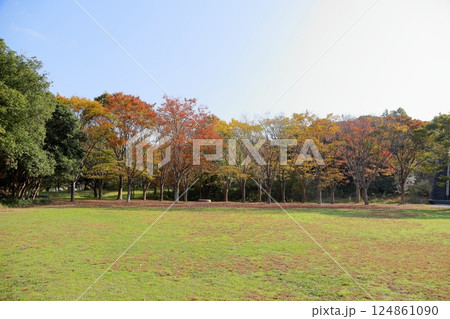 秋の公園　色づく雑木林 124861090