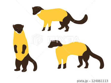 Vector illustration of a yellow marten. 124861113