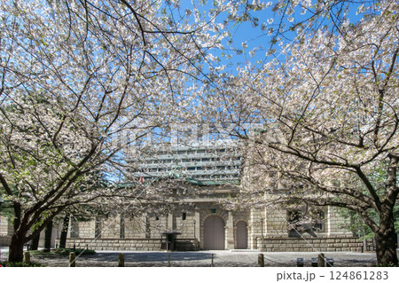 日本銀行本店と江戸桜通りの桜 124861283