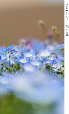 陽当たりの良い花壇に、ネモヒラが咲く季節が来ました。花壇ならではの色とりどりの花たちと映しました。 陽当たりの良い花壇に、ネモヒラが咲く季節が来ました。花壇ならではの色とりどりの花たちと映しました。 124861365