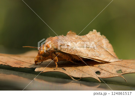 落葉に擬態する茶髪のアカエグリバ蛾の横全体姿（自然環境下マクロ撮影） 124861517
