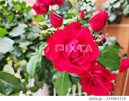 May Flowers, Roses 124861518