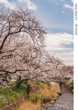 春の川辺に満開した美しい桜 124861594