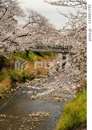 春の川辺に満開した美しい桜 124861595