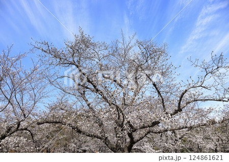 桜のある美しい風景 桜のある美しい風景 124861621
