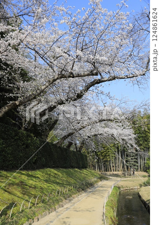 桜のある美しい風景 124861624