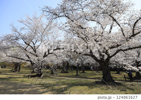 桜のある美しい風景 124861627