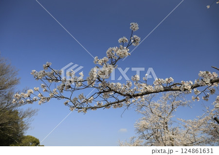 桜のある美しい風景 124861631