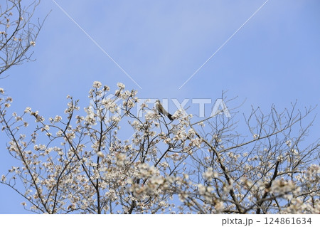 桜のある美しい風景 桜のある美しい風景 124861634