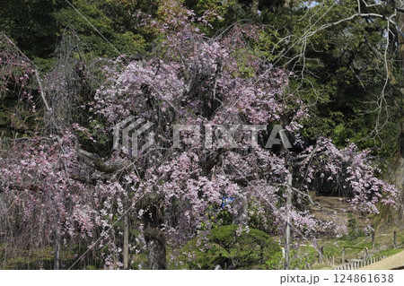 桜のある美しい風景 124861638