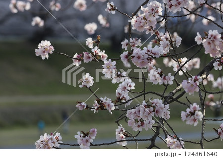 桜のある美しい風景 桜のある美しい風景 124861640