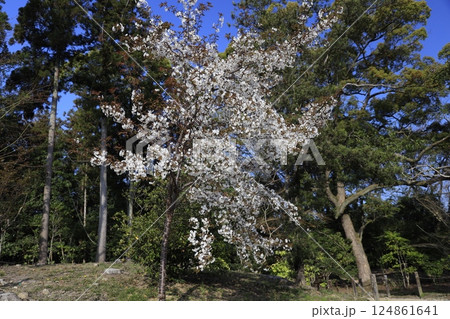 桜のある美しい風景 124861641