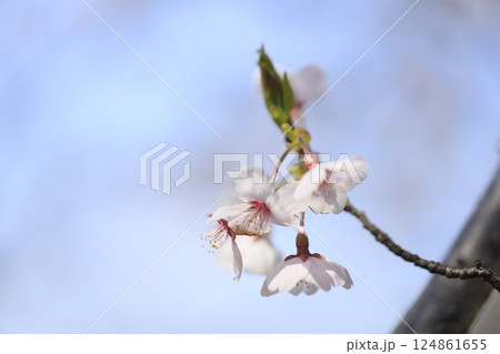桜のある美しい風景 桜のある美しい風景 124861655