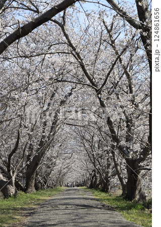 桜のある美しい風景 124861656