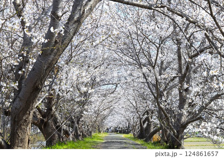 桜のある美しい風景 124861657