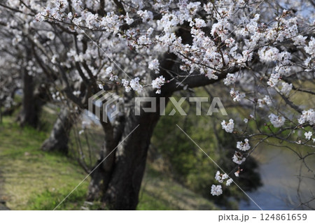 桜のある美しい風景 桜のある美しい風景 124861659