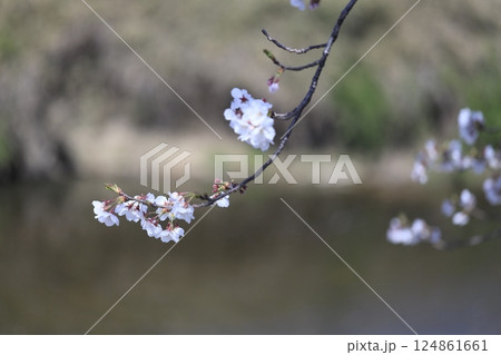 桜のある美しい風景 桜のある美しい風景 124861661