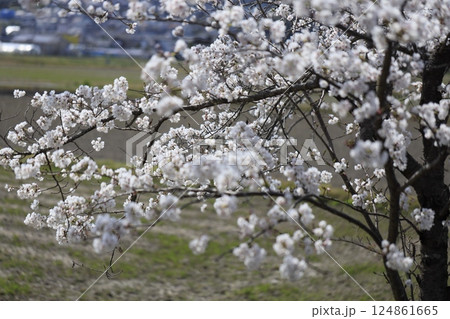 桜のある美しい風景 桜のある美しい風景 124861665