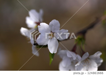 桜のある美しい風景 桜のある美しい風景 124861666