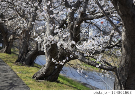 桜のある美しい風景 桜のある美しい風景 124861668